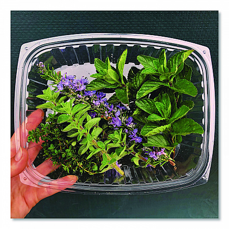Renewable and Compostable Rectangular Deli Containers with Lid, 24 oz, 4 x 5.5 x 2, Clear, Plastic, 50/Pack, 4 Packs/Carton (EPRC24)