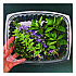 Renewable and Compostable Rectangular Deli Containers with Lid, 24 oz, 4 x 5.5 x 2, Clear, Plastic, 50/Pack, 4 Packs/Carton (EPRC24)