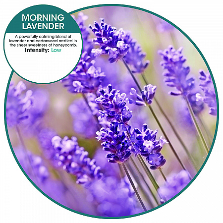 ourfreshE Refills, Morning Lavender, 6/Box (OFE36MLBX)