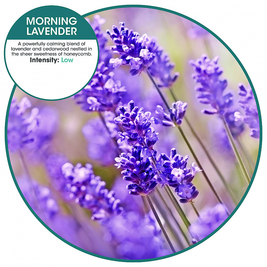 ourfreshE Refills, Morning Lavender, 6/Box (OFE36MLBX)