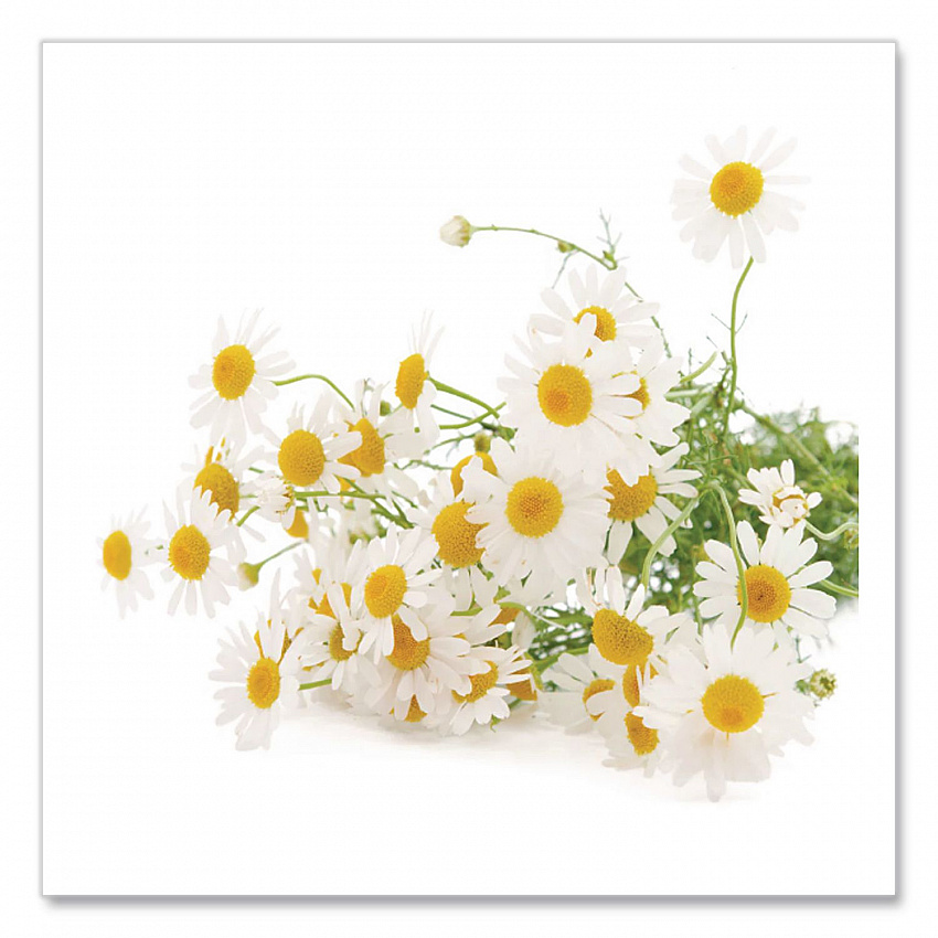 Single Flavor Tea, Cozy Chamomile, 28 Bags/Box (00401)