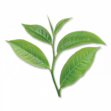 Green Tea Pods, 1.90 oz, 18/Box (007906)