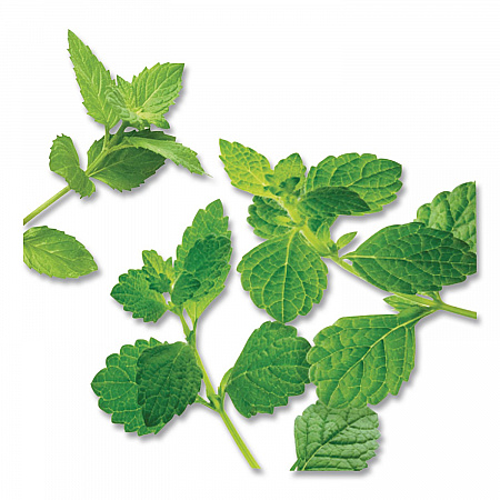 Mint Medley Herbal Tea, 28/Box (10393)