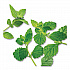 Mint Medley Herbal Tea, 28/Box (10393)