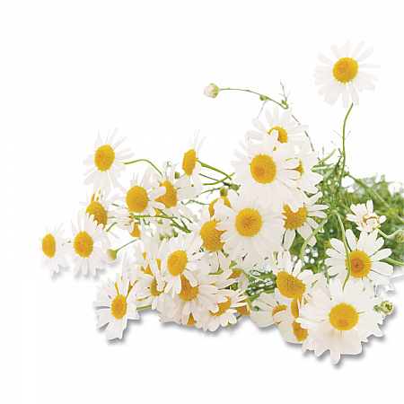 Cozy Chamomile Herbal Tea Pods, 1.90 oz, 18/Box (10906)