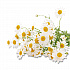 Cozy Chamomile Herbal Tea Pods, 1.90 oz, 18/Box (10906)