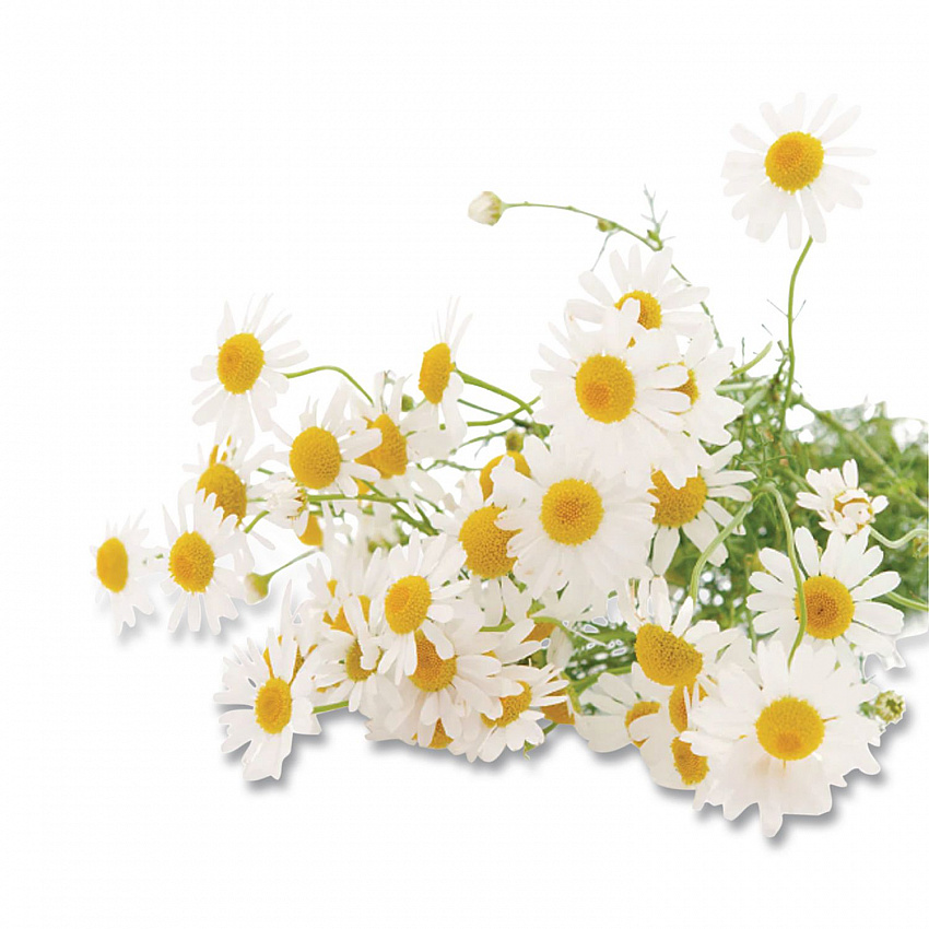 Cozy Chamomile Herbal Tea Pods, 1.90 oz, 18/Box (10906)