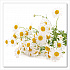 steep Tea, Chamomile Citrus Herbal, 1 oz Tea Bag, 20/Box (17707)