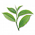 Decaffeinated Green Tea, Green Decaf, 0.34 lbs, 28/Box (10347)