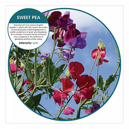 Fusion Metered Aerosols, Sweet Pea, 8.45 oz, 12/Carton (MA12SP)