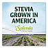 Stevia Sweetener Packet, 0.04 oz, 200/Box (HFP00612)