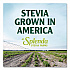 Stevia Sweetener Packet, 0.04 oz, 400/Box (HFP00613)