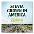 Stevia Sweetener Pack, 0.04 oz, 1,000/Carton (HFP00615)