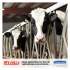 WypAll L10 SANI-PREP Dairy Towels,POP-UP Box, 1Ply, 10 1/2x10 1/4, 110/Pk, 18 Pk/Carton (01772)