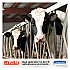 L10 SANI-PREP Dairy Towels, POP-UP Box, 1-Ply,  9 x 10.5, White, 110/Pack, 18 Packs/Carton (01772)