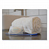 Soap Bar, Clean Scent, 0.46 oz, 1,000/Carton (SPOAS131709)