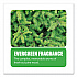 Non-Para Toilet Bowl Block, Lasts 30 Days, Evergreen Scent, White, 12/Box (661)