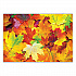 Placemats, Three Autumn Days Photo Designs, Smooth Surface, Straight Edges, 14