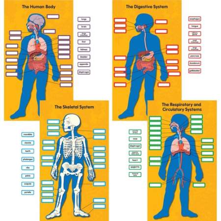 Carson-Dellosa Education Carson-Dellosa Education Human Body Bulletin Board Set (110178)