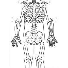 Roylco Skeleton Art Aprons (59801)